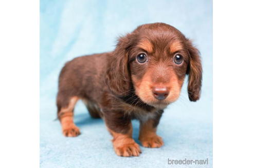 成約済の東京都のミニチュアダックスフンド(ロングヘアード)-194355の5枚目